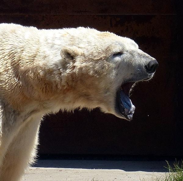 12. Kutup ayısı (84.3 kg/cm2)