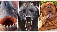 Güçlü Çeneleri ve Isırıklarıyla Dosta Güven, Düşmana Korku Salan 16 Ürkütücü Hayvan