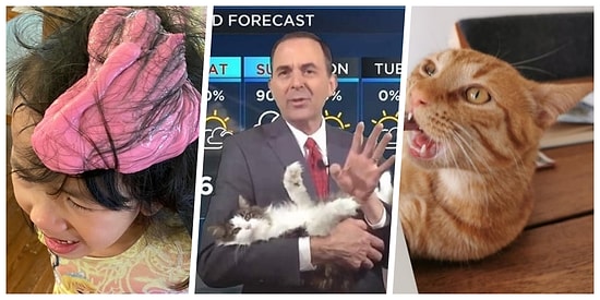 Evden Çalışma Günlerinin İş Yerindeki Herhangi Bir Günden Daha Komik Olduğunu Kanıtlayan 19 Fotoğraf