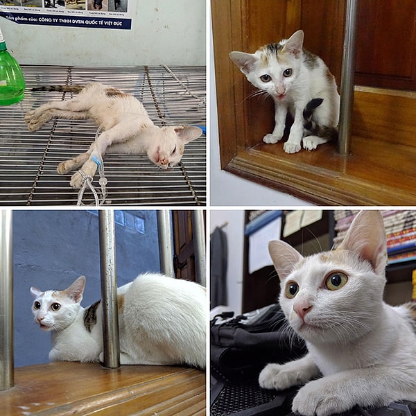 29. Я приютил бездомную кошку 3 месяца назад. Она была очень слабой и не могла стоять на собственных лапках. Но она оказалась настоящим бойцом за жизнь. Познакомьтесь - это Кэти