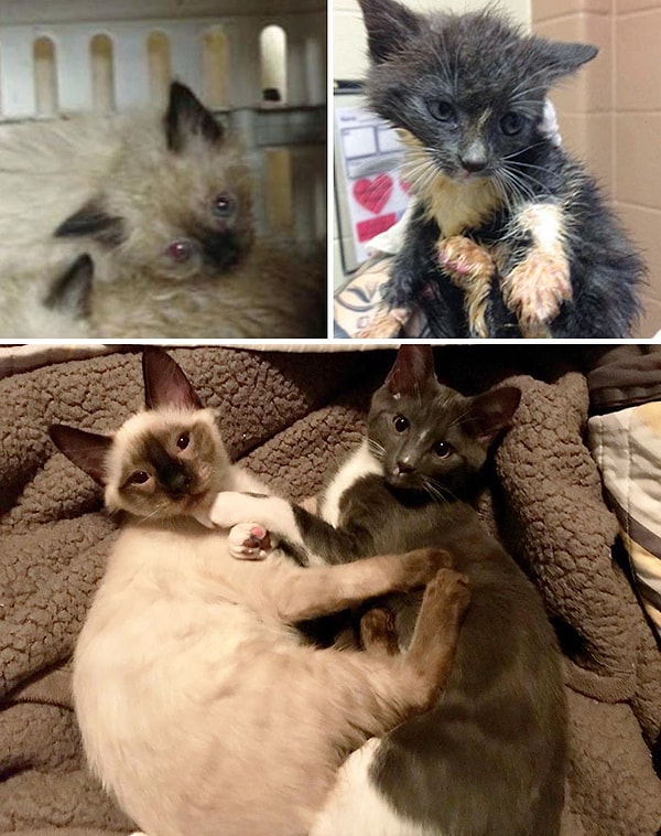 33. Ра и Луна. Перевоплощение от "котят из помойки" до "самых милых котят"