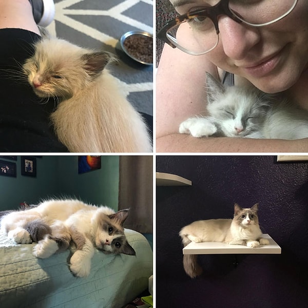 35. Мой котик Уикетт. На первых фотографиях ему 3 месяца (до того как я его приютила). А далее идут фотографии уже через 12 недель после того, как я его приютила