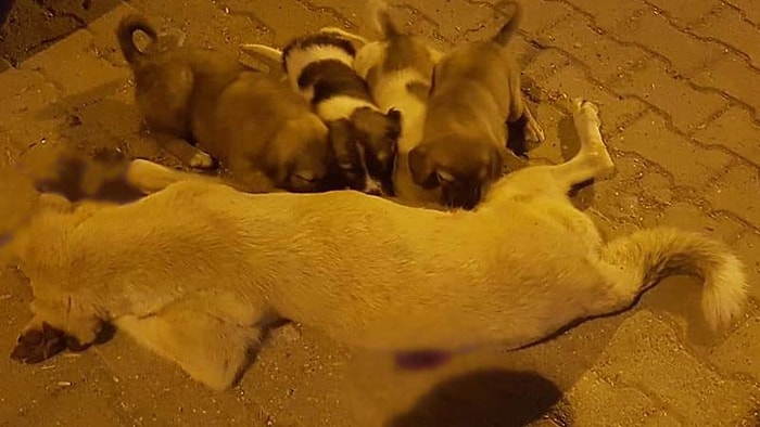 Silahla Vurularak Öldürülen Annelerinden Süt Emmeye Çalışan Yavru Köpekler