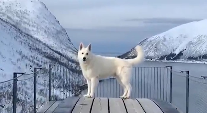 Bir Köpeğin Peşinden İsviçre Alpleri'nde Destansı Yolculuk