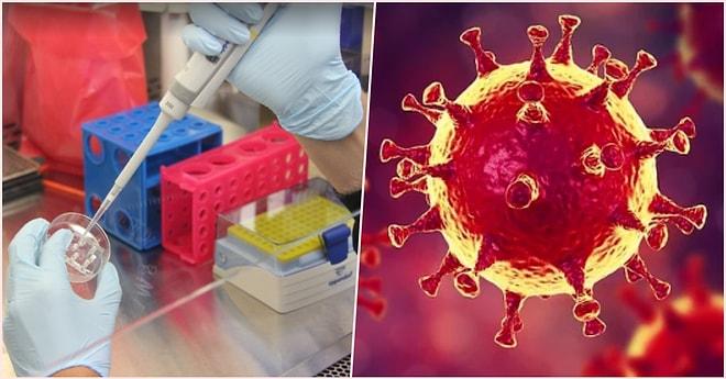 Bilim İnsanları Yeni Tip Koronavirüsün Vücudumuzdaki Hangi Hücreleri Hedef Aldığını Açıkladı!