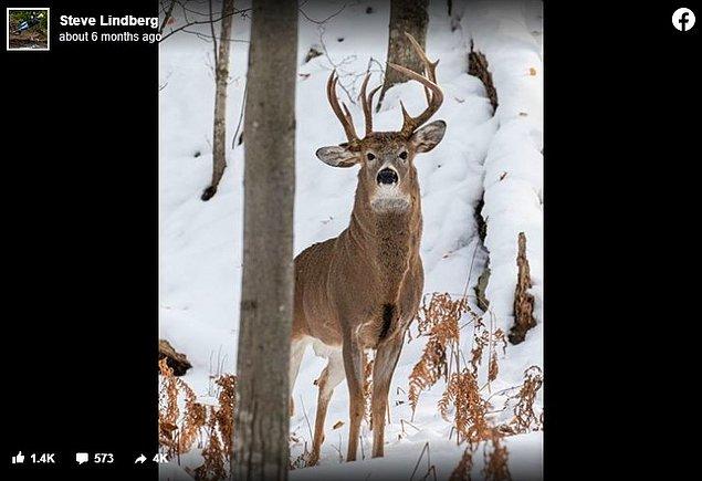 4. "Bu fotoğrafı av mevsimi başlamadan önce çektim. Daha önce 3 boynuzlu bir geyik hiç görmemiştim."