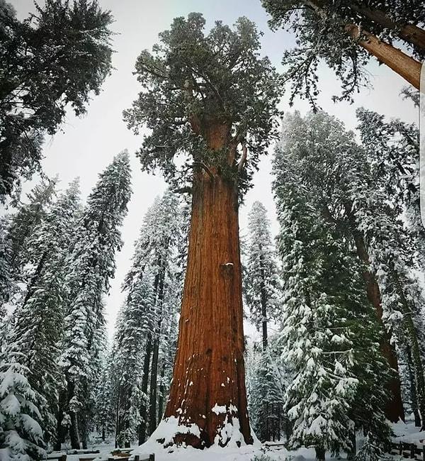 8. "Bu yalnızca büyük bir ağaç değil. Gezegende yaşayan en büyük ve en ağır organizma. Hatta 2.500 yaşındaki bu ağacın bir adı bile var: General Sherman."