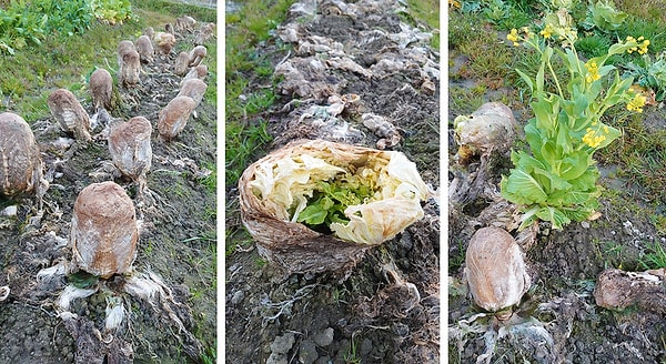 16. "Bunlar yaratık yumurtaları değil. Yalnızca Çin lahanası."