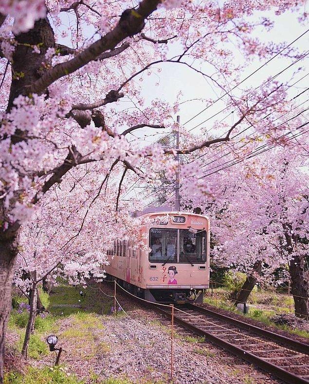 5. Kyoto'da ünlü bir kiraz çiçeği merkezi olan Keifuku Randen Tramvay Hattı, her yıl birçok turisti bir araya getiriyor.