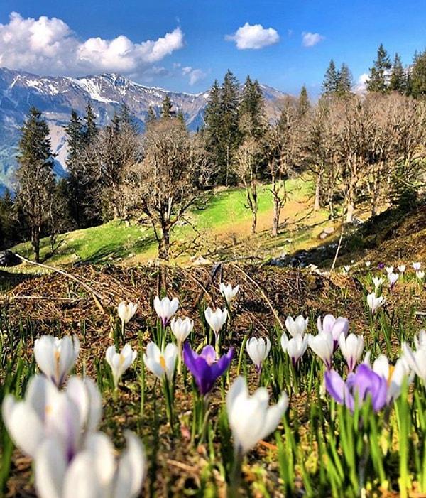 23. Bir dağ merasının yan tarafındaki büyülü bahar çiçekleri: