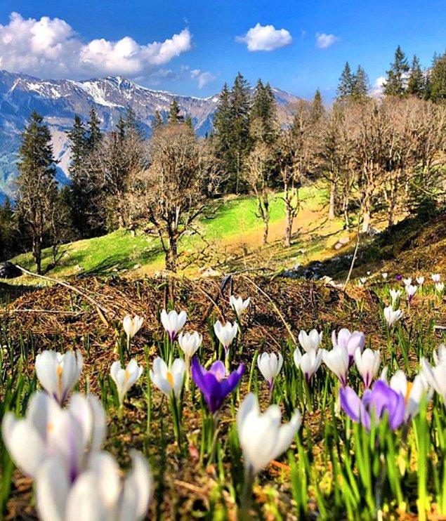 23. Bir dağ merasının yan tarafındaki büyülü bahar çiçekleri: