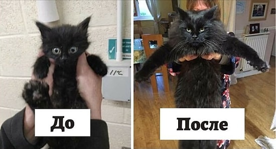 Большая разница: Люди делятся фотографиями своих кошек до и после того, как их приютили