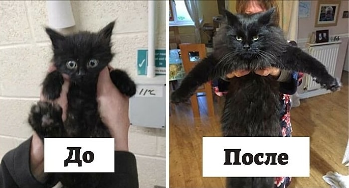 Большая разница: Люди делятся фотографиями своих кошек до и после того, как их приютили