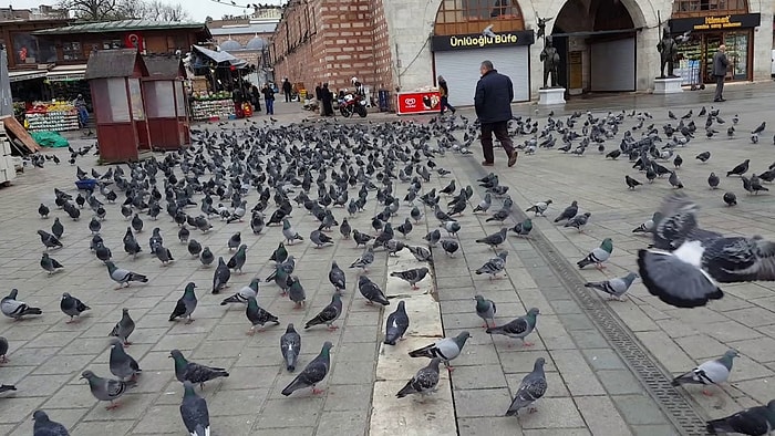 Eminönü'nde Çok Sayıda Güvercini Ezen Şahıstan Savunma: 'U Dönüşü Yaparken Fark Etmedim'