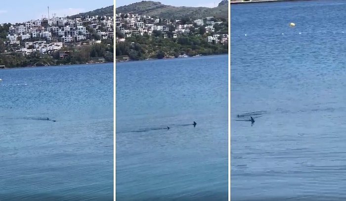 İnsanların Evlere Çekildiği Bodrum'da Denizde Köpekbalıkları Görüldü İddiası