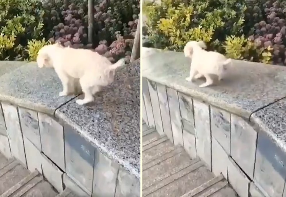 Kendi Kendine Eğlenmenin Yolunu Bulan Zeki Köpek