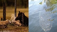 Doğanın Tüyler Ürperten Yüzüne Şahit Olurken Hayatı da Sorgulayacağınız 18 Görüntü