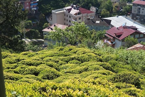 Rize'de Çay Toplamak İçin 6 Bin 900 TL Maaşla İşçi Aranıyor