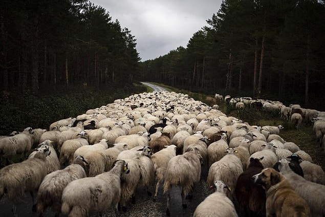 Soria yakınları / İspanya