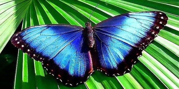 1. Kosta Rika, bilinen tüm kelebek türlerinin %10'una ev sahipliği yapar.