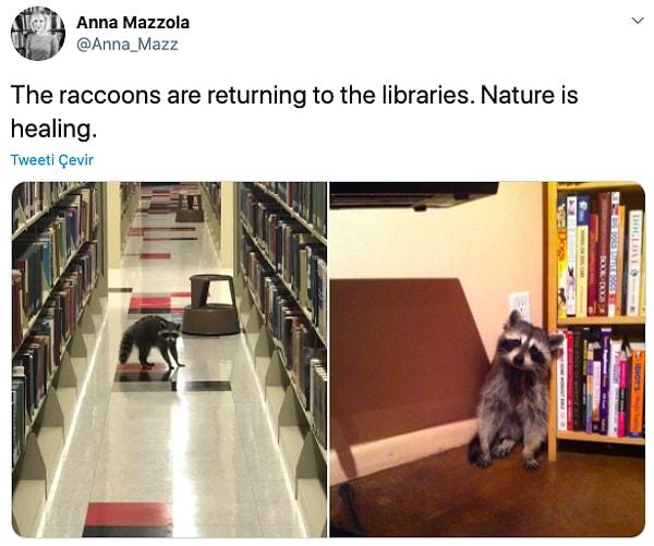 17. "Rakunlar kütüphanelere geri dönüyor. Doğa iyileşiyor."