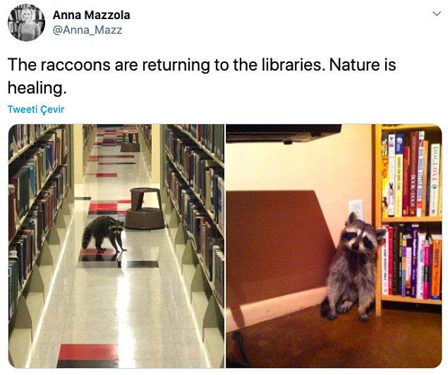 17. "Rakunlar kütüphanelere geri dönüyor. Doğa iyileşiyor."