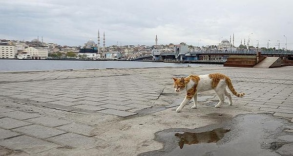 30 büyükşehir ve Zonguldak'ta uygulanan sokağa çıkma kısıtlaması 00.00 itibariyle sona erdi.