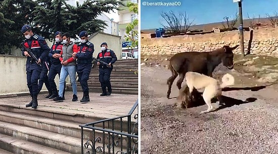 Türkiye Hayvan Hakları Yasasını Bekliyor: Yavru Eşeği Kangal Köpeklerine Parçalatan Şahıs Serbest Kaldı