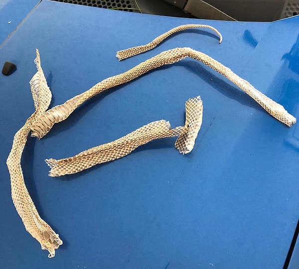 "Я нашла это, когда подметала под кроватью."