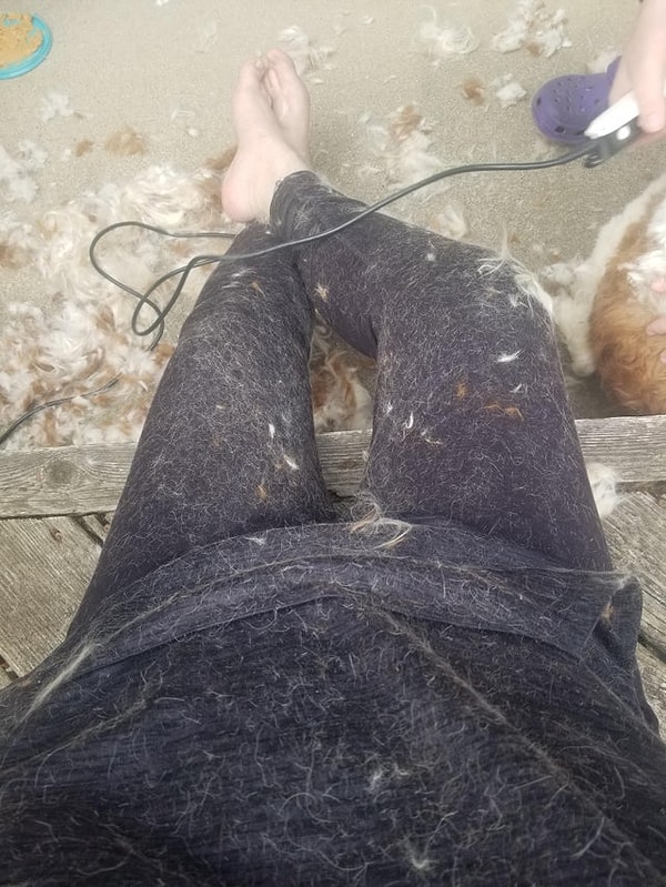 "Мой отец попросил меня побрить нашу собаку. Я сразу принялась за работу, потому что никогда раньше этого не делала. Он смеется надо мной уже несколько часов..."