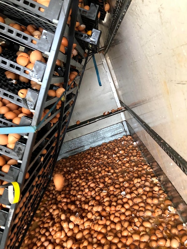 "Они не поместили полки для яиц должным образом. 10 500 яиц были разбиты."