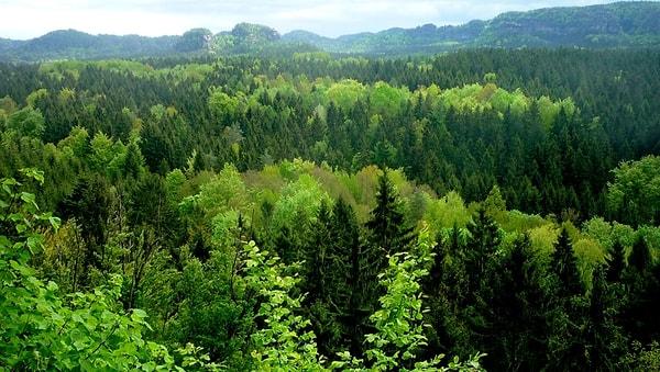 Böylece büyük ormanlarımız on bin yıldır olmadıkları kadar sağlıklı bir hale gelirlerdi.