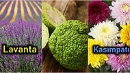Kimyasal İlaçlar Kadar Etkili Olup Sizi İstenmeyen Böceklerden Kurtaracak 12 Bitki