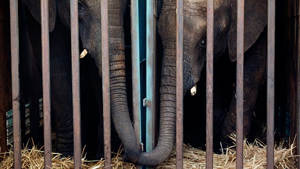 В это время животные, которые были закрыты в зоопарках, фермах, домах, должны были бежать. Те, кто не смогут убежать, через некоторое время умрут от голода.