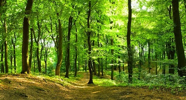 В другой части мира жизнь будет возрождаться.