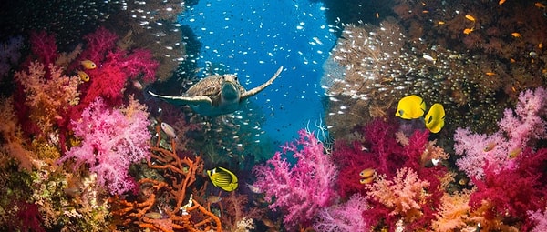 Через 60 лет начнет восстанавливаться морская флора и фауна.