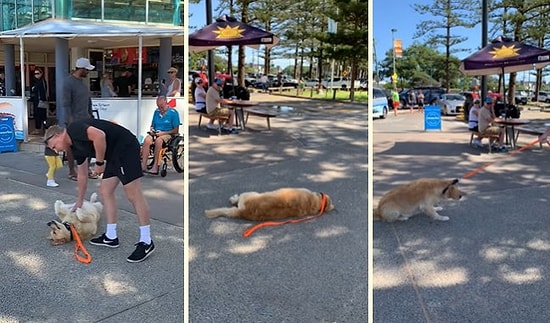 Uzun Bir Sürenin Ardından Dışarı Çıkan ve Eve Geri Dönmeyi Reddeden Köpek