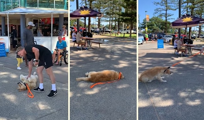 Uzun Bir Sürenin Ardından Dışarı Çıkan ve Eve Geri Dönmeyi Reddeden Köpek