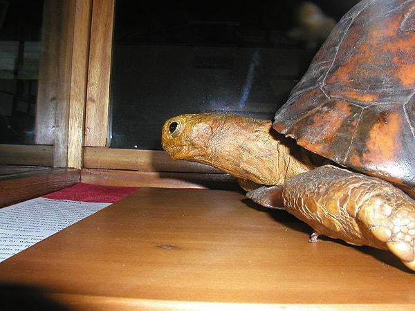 7. Bir başka yaşlı kaplumbağa Tu'i Malila.