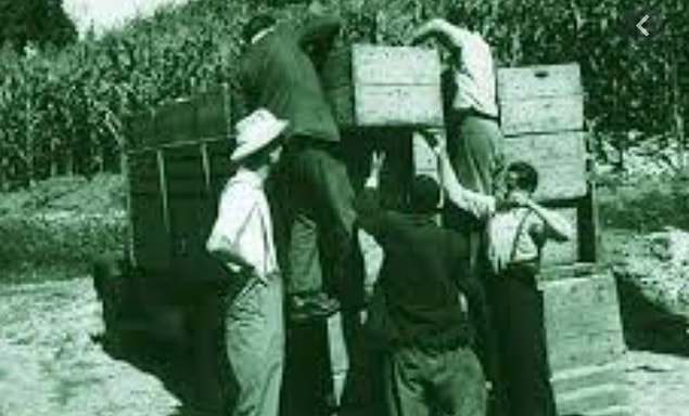 Ardından 1923 yılında çay ve narenciye fidanlığı kurmak üzere Rize'ye gönderildi.