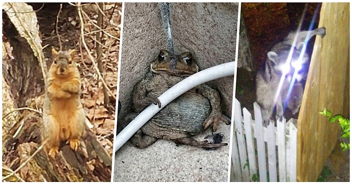 Gelecek Vadetmedikleri Aşırı Belli Olan Amatör Doğa Fotoğrafçılarından 26 Acayip Kare