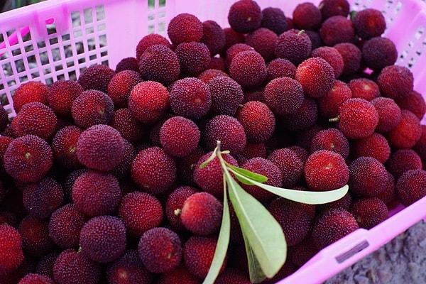 8. Chinese Bayberry