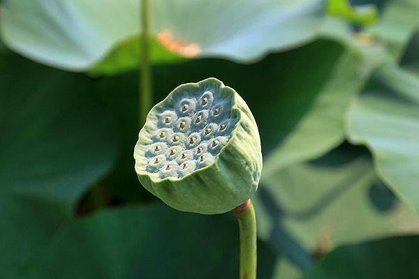 2. Lotus Fruit