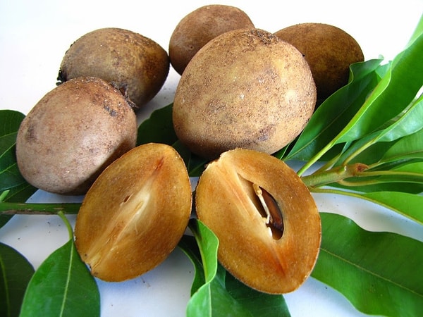 9. Sapodilla