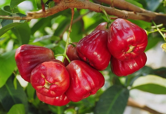 11. Wax Apple