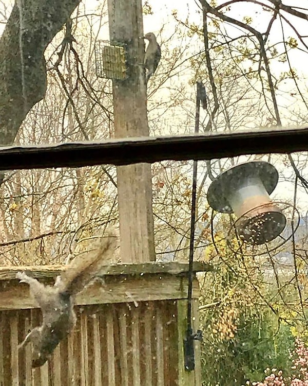 13. Кажется, она испугалась дятла? 😂