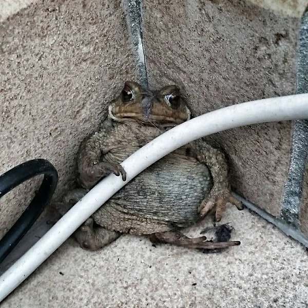 14. Если бы мы попытались объяснить карантин одной фотографией, вышло бы что-то подобное.