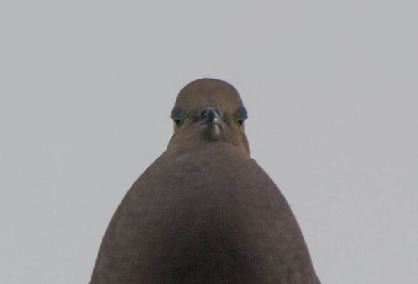 15. Голубь мира 😂