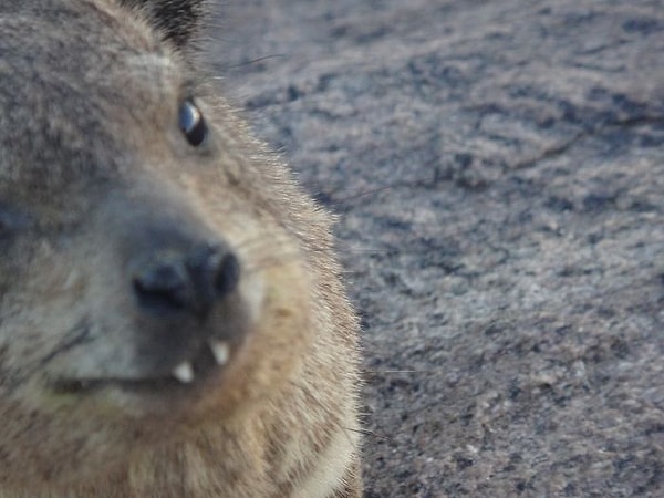 20. "Привет, ты часто здесь бываешь?"