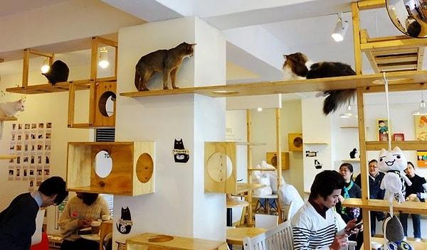 8. Tayvan'da insanların kedilerle zaman geçirip yanlarında kahve içebileceği kedi kafeleri bulunur.